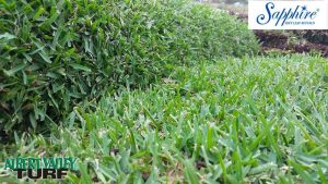 Sapphire Soft Leaf Buffalo slab