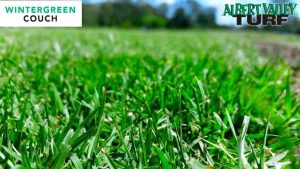 Wintergreen Couch in the morning sun