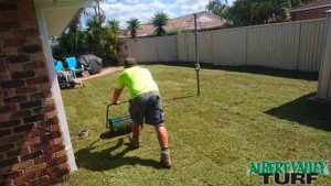 Rolling of Sapphire Soft Leaf Buffalo after installation