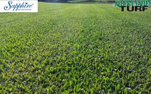 Our Sapphire Soft Leaf Buffalo paddock