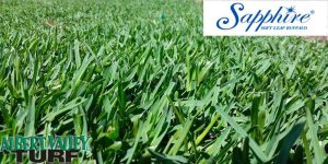 Sapphire Soft Leaf Buffalo close up in the paddock
