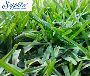 Leaf size of the Sapphire Soft Leaf Buffalo