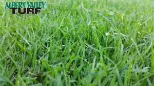 Wintergreen Couch in the paddock before it has been mowed