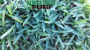 Sapphire Softe Leaf Buffalo