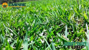 Empire Zoysia