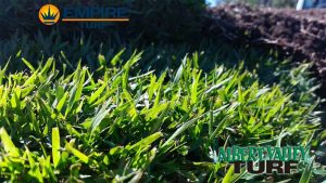 Empire Zoysia before harvest