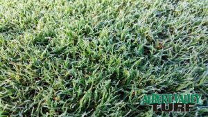 Wintergreen Couch on a cold winter morning