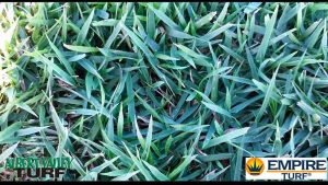 Empire Zoysia