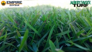 Empire Zoysia close up on a shady day