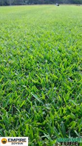 Our lush green Empire Zoysia Paddocks