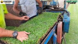 Empire Zoysia being harvested by Joe and Zayden