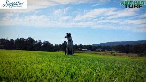 Jill having a rest from chasing the birds
