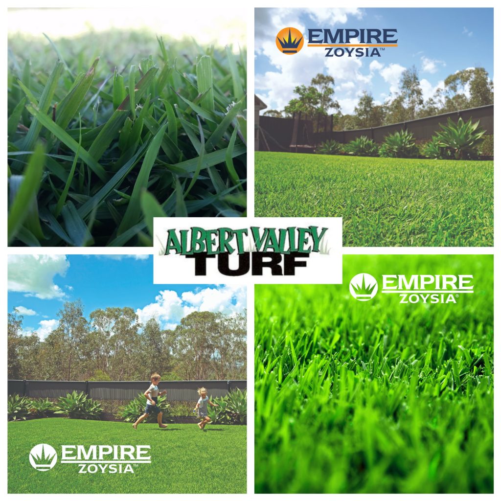Empire Zoysia