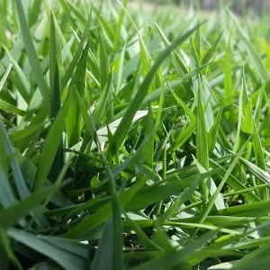 Albert Valley Easy-Going Zoysia