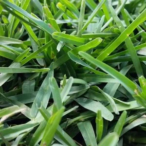 Albert Valley Soft Leaf Buffalo