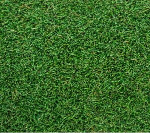 Augusta Zoysia