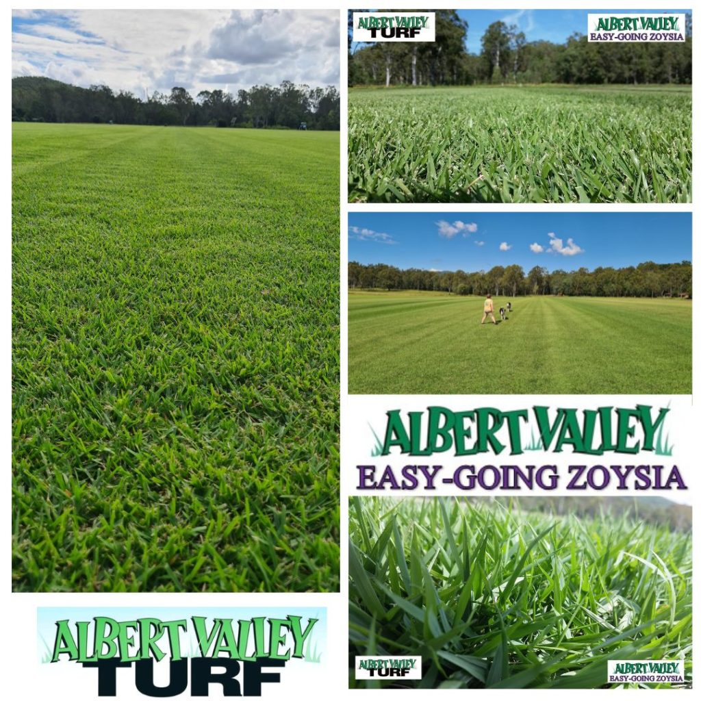 AVT Easy-Going Zoysia