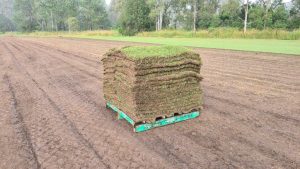 Albert Valley Easy-Going Zoysia