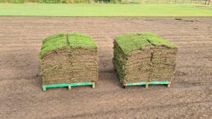 Albert Valley Easy-Going Zoysia